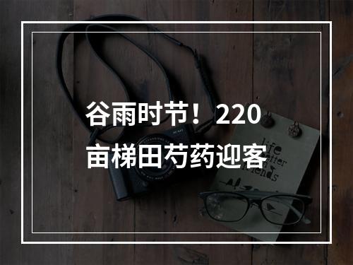 谷雨时节！220亩梯田芍药迎客