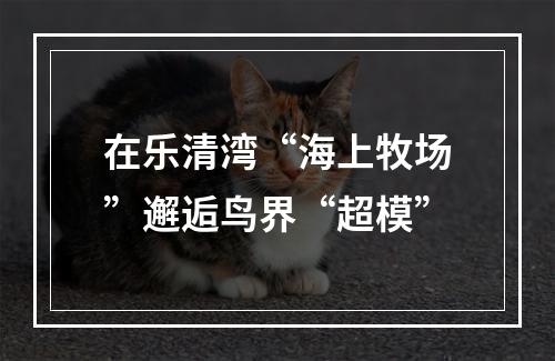 在乐清湾“海上牧场”邂逅鸟界“超模”