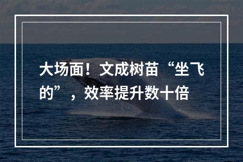 大场面！文成树苗“坐飞的”，效率提升数十倍