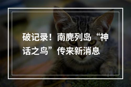 破记录！南麂列岛“神话之鸟”传来新消息
