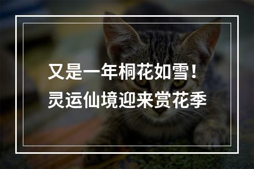 又是一年桐花如雪！灵运仙境迎来赏花季