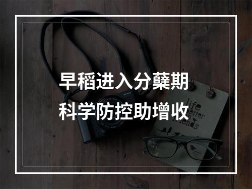 早稻进入分蘖期 科学防控助增收
