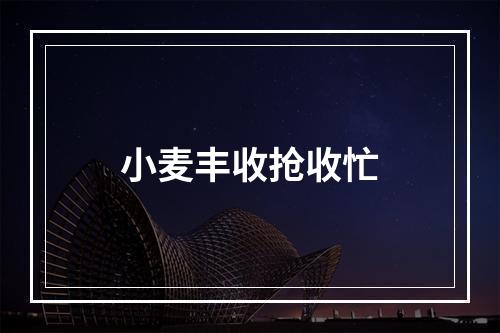 小麦丰收抢收忙