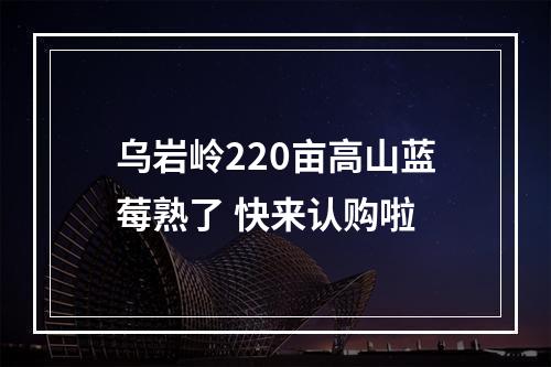 乌岩岭220亩高山蓝莓熟了 快来认购啦