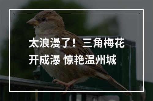 太浪漫了！三角梅花开成瀑 惊艳温州城