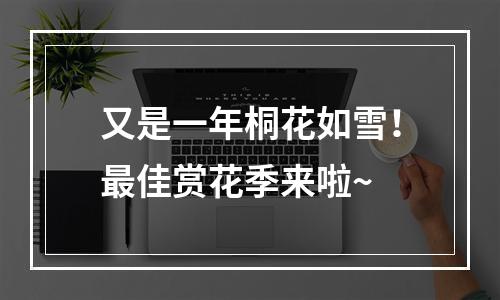 又是一年桐花如雪！最佳赏花季来啦~
