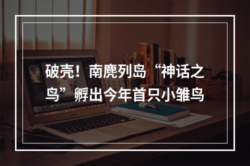 破壳！南麂列岛“神话之鸟”孵出今年首只小雏鸟