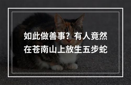 如此做善事？有人竟然在苍南山上放生五步蛇