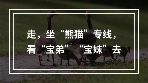 走，坐“熊猫”专线，看“宝弟”“宝妹”去