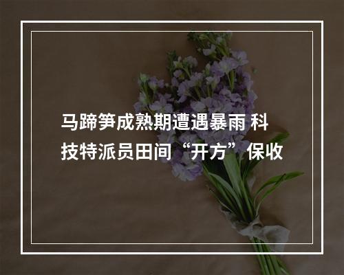 马蹄笋成熟期遭遇暴雨 科技特派员田间“开方”保收