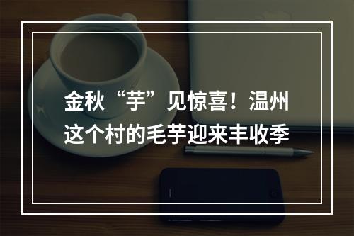 金秋“芋”见惊喜！温州这个村的毛芋迎来丰收季