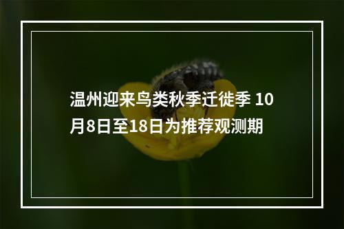 温州迎来鸟类秋季迁徙季 10月8日至18日为推荐观测期