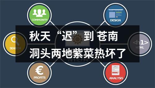 秋天“迟”到 苍南洞头两地紫菜热坏了