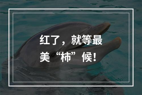 红了，就等最美“柿”候！