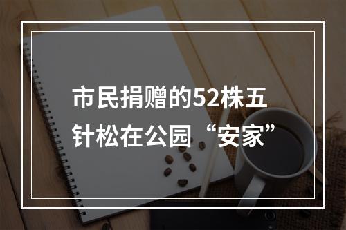 市民捐赠的52株五针松在公园“安家”