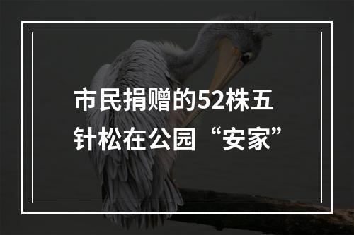 市民捐赠的52株五针松在公园“安家”