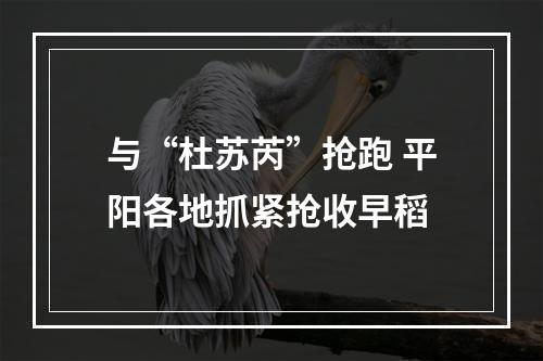 与“杜苏芮”抢跑 平阳各地抓紧抢收早稻