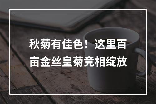 秋菊有佳色！这里百亩金丝皇菊竞相绽放