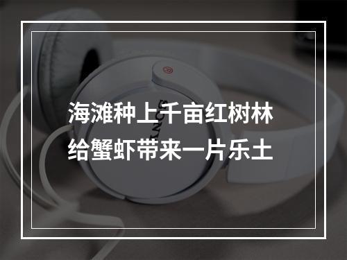 海滩种上千亩红树林 给蟹虾带来一片乐土