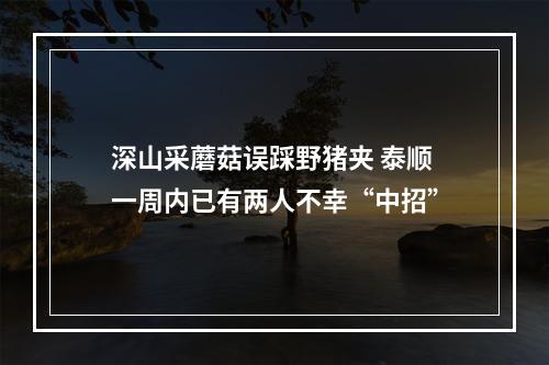深山采蘑菇误踩野猪夹 泰顺一周内已有两人不幸“中招”