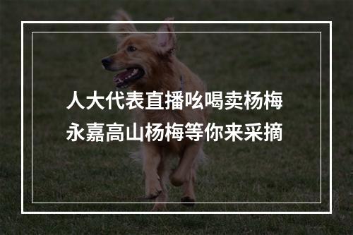 人大代表直播吆喝卖杨梅 永嘉高山杨梅等你来采摘