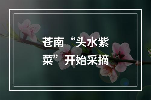 苍南“头水紫菜”开始采摘