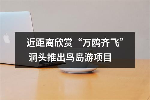 近距离欣赏“万鸥齐飞” 洞头推出鸟岛游项目