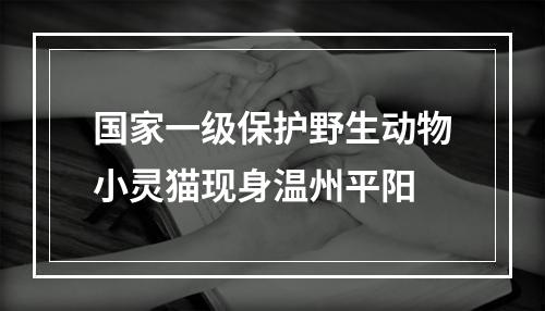 国家一级保护野生动物小灵猫现身温州平阳