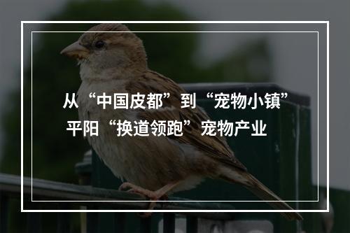 从“中国皮都”到“宠物小镇” 平阳“换道领跑”宠物产业