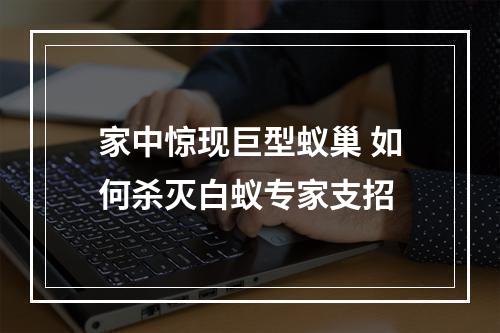 家中惊现巨型蚁巢 如何杀灭白蚁专家支招
