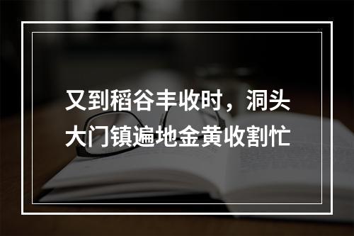 又到稻谷丰收时，洞头大门镇遍地金黄收割忙