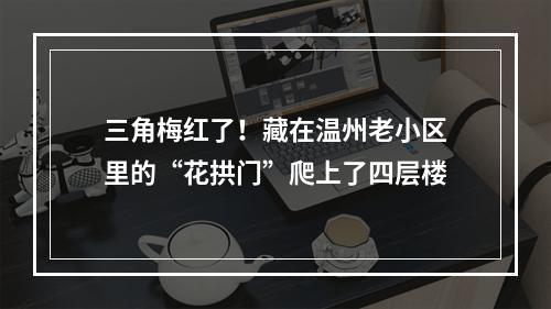 三角梅红了！藏在温州老小区里的“花拱门”爬上了四层楼