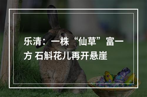 乐清：一株“仙草”富一方 石斛花儿再开悬崖