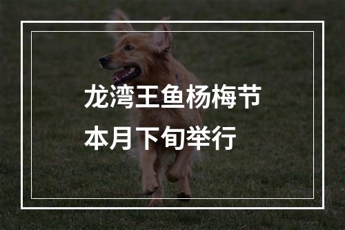 龙湾王鱼杨梅节本月下旬举行