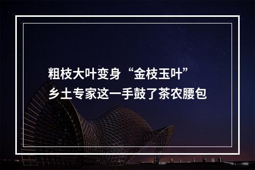 粗枝大叶变身“金枝玉叶” 乡土专家这一手鼓了茶农腰包
