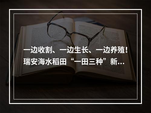一边收割、一边生长、一边养殖！瑞安海水稻田“一田三种”新景象