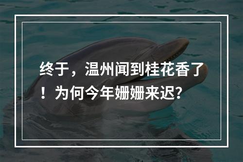 终于，温州闻到桂花香了！为何今年姗姗来迟？