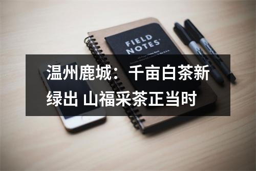 温州鹿城：千亩白茶新绿出 山福采茶正当时