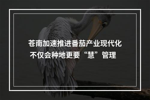 苍南加速推进番茄产业现代化 不仅会种地更要“慧”管理