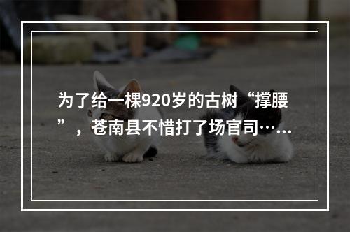 为了给一棵920岁的古树“撑腰”，苍南县不惜打了场官司……