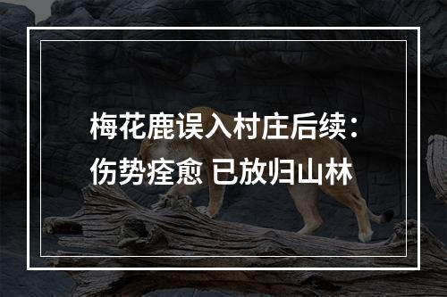 梅花鹿误入村庄后续：伤势痊愈 已放归山林