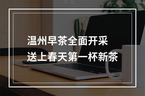 温州早茶全面开采 送上春天第一杯新茶