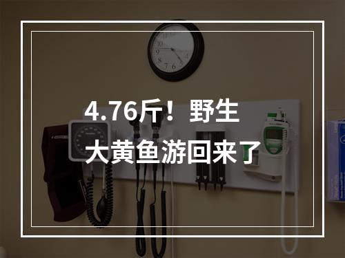 4.76斤！野生大黄鱼游回来了