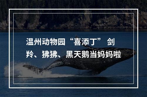 温州动物园“喜添丁” 剑羚、狒狒、黑天鹅当妈妈啦