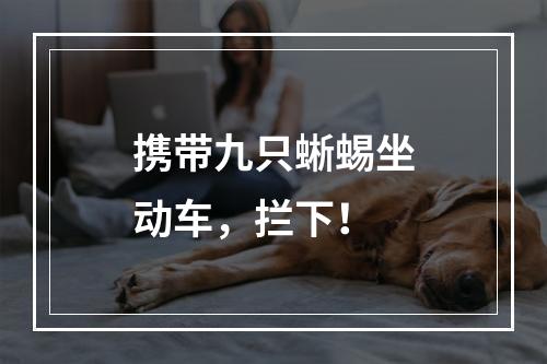 携带九只蜥蜴坐动车，拦下！
