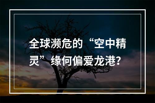 全球濒危的“空中精灵”缘何偏爱龙港？