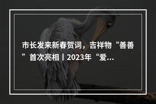 市长发来新春贺词，吉祥物“善善”首次亮相丨2023年“爱心温州·情暖万家”迎春“云”慈善大宴举行
