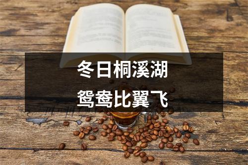 冬日桐溪湖 鸳鸯比翼飞