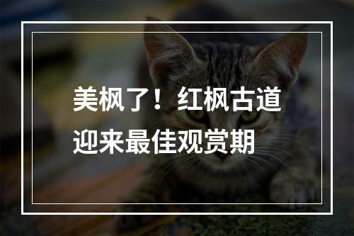 美枫了！红枫古道迎来最佳观赏期
