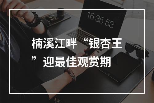 楠溪江畔“银杏王”迎最佳观赏期